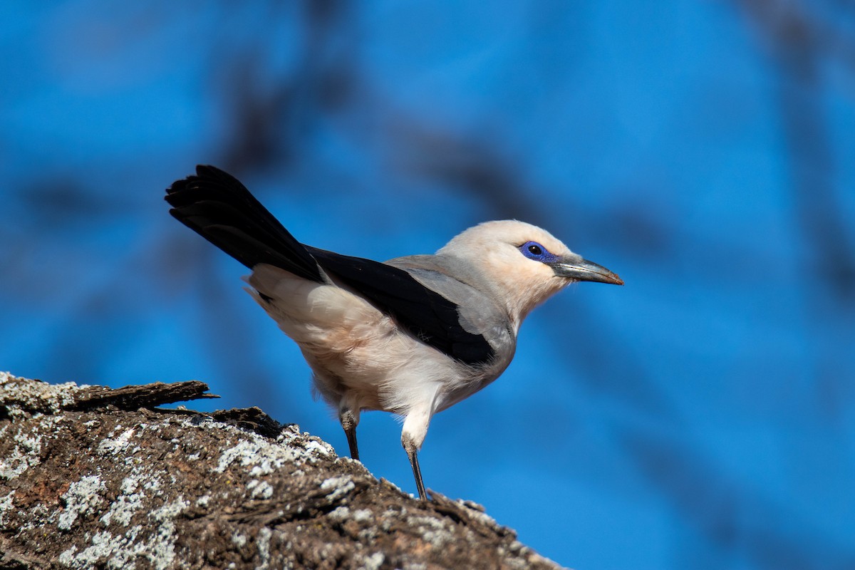 Corbin de Stresemann - ML639287740