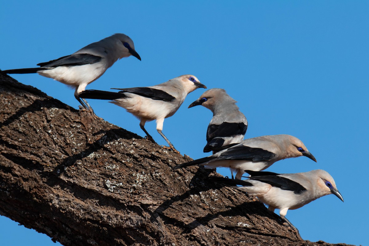 Corbin de Stresemann - ML639287741