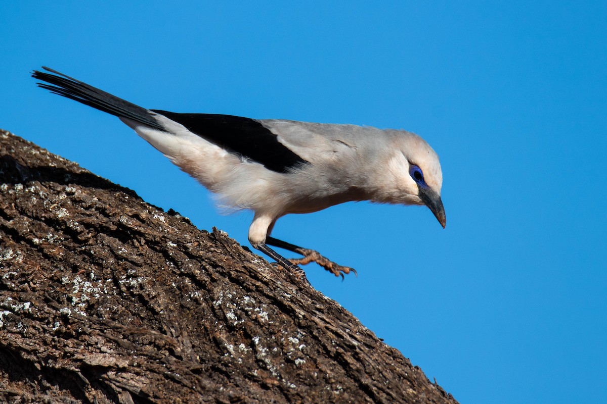 Corbin de Stresemann - ML639287742