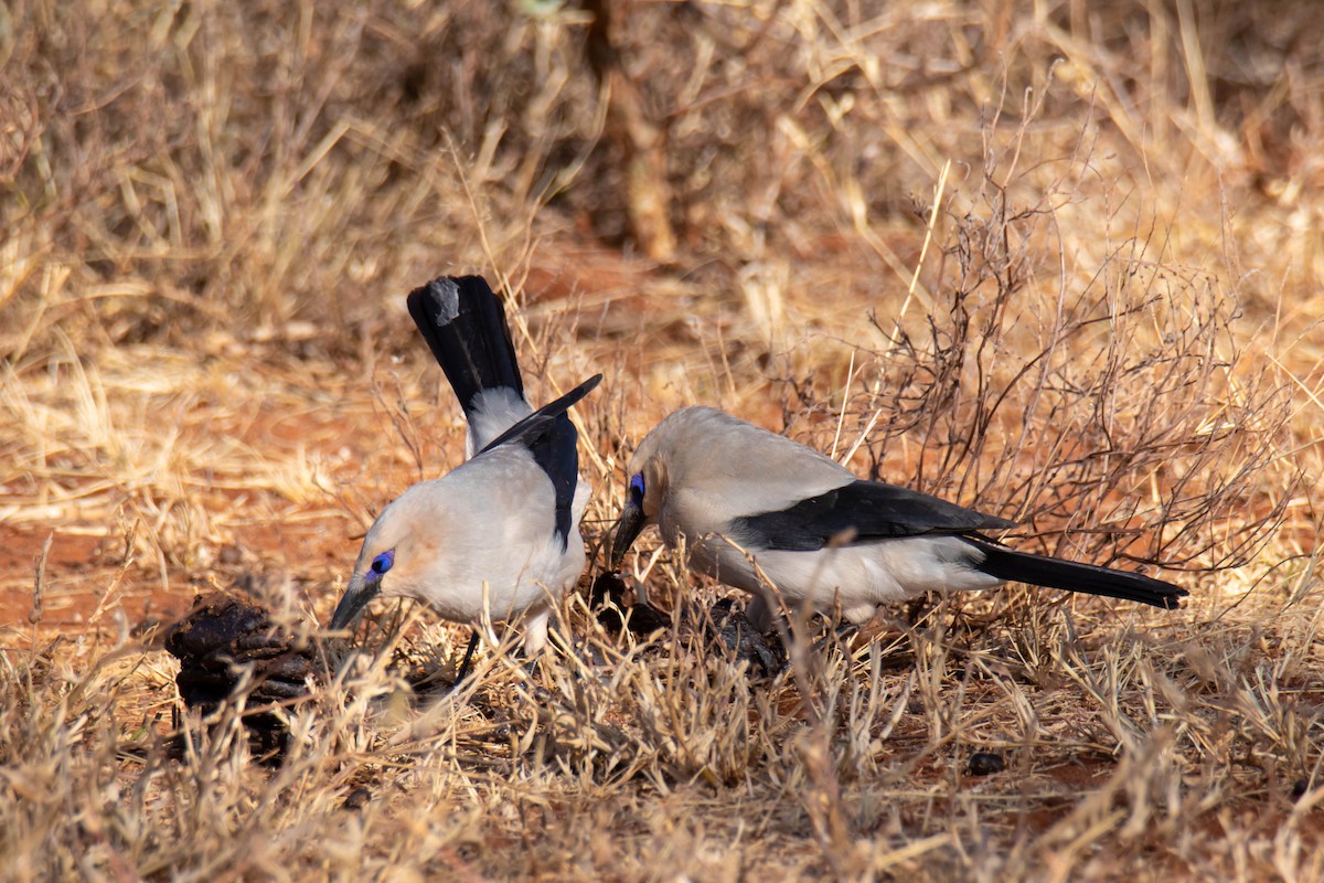 Corbin de Stresemann - ML639287743