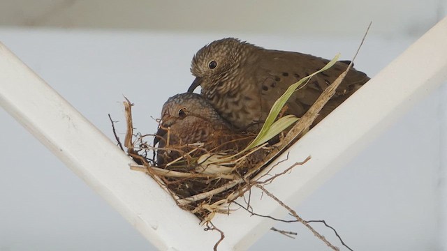 Common Ground Dove - ML639287747