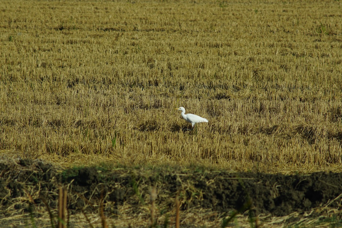 Western Cattle-Egret - ML639287767