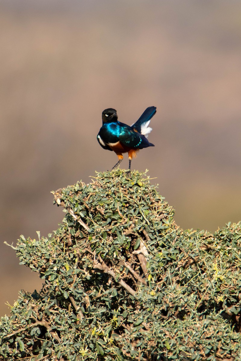 Choucador superbe - ML639287790