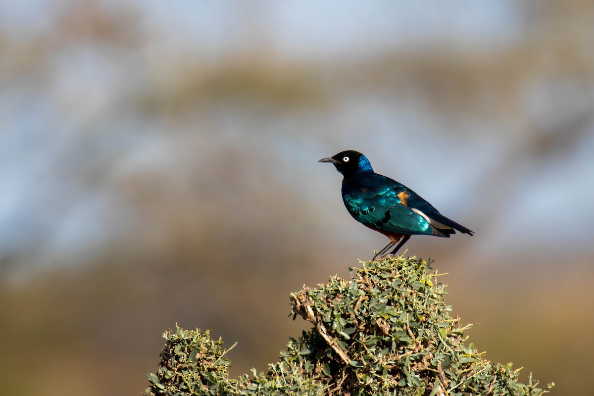 Choucador superbe - ML639287791