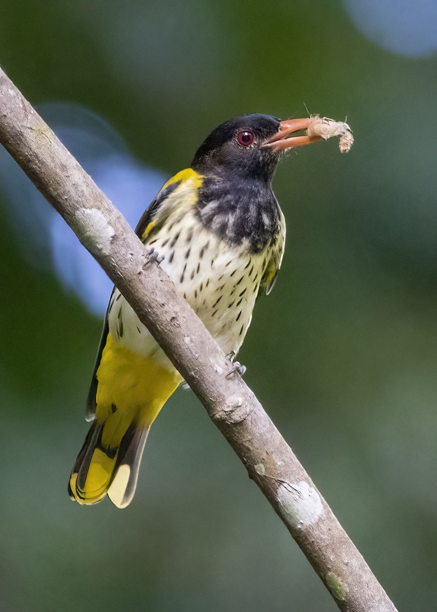 Dark-throated Oriole - ML639287792
