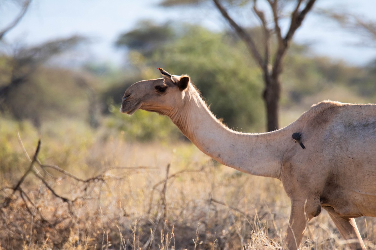 Piqueboeuf à bec rouge - ML639287796