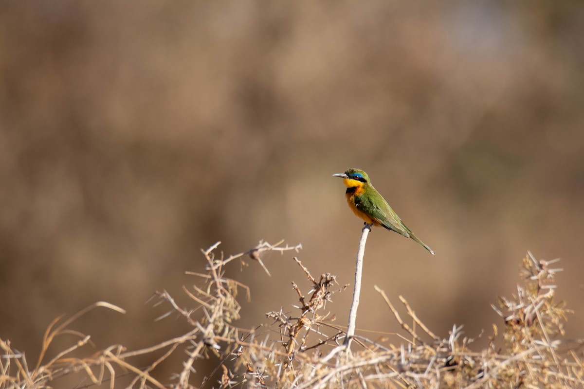 Guêpier nain - ML639287800