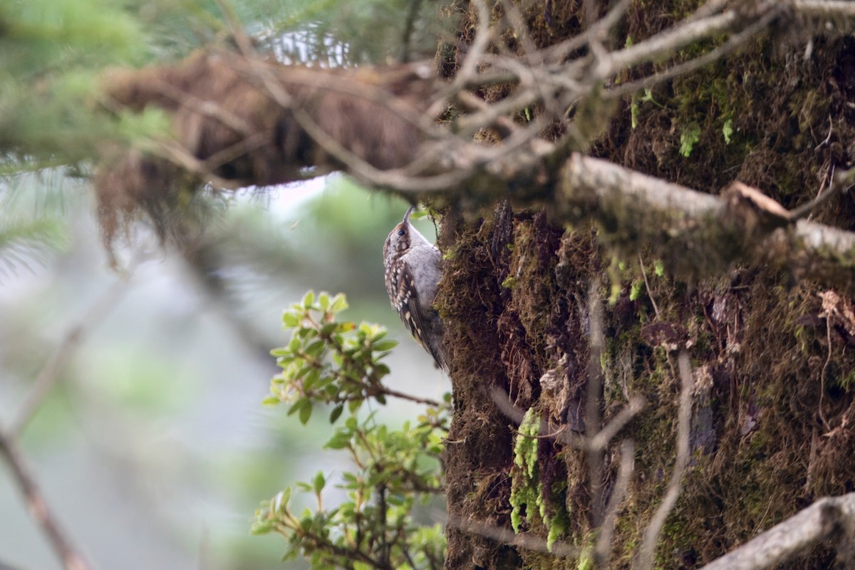 Hodgson's Treecreeper - ML639287927
