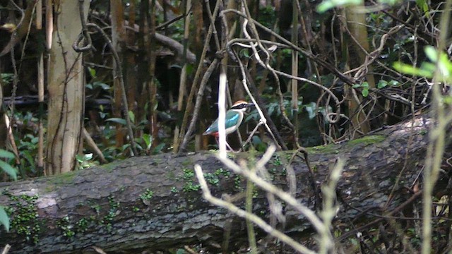 Fairy Pitta - ML639287967