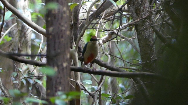 Fairy Pitta - ML639287968