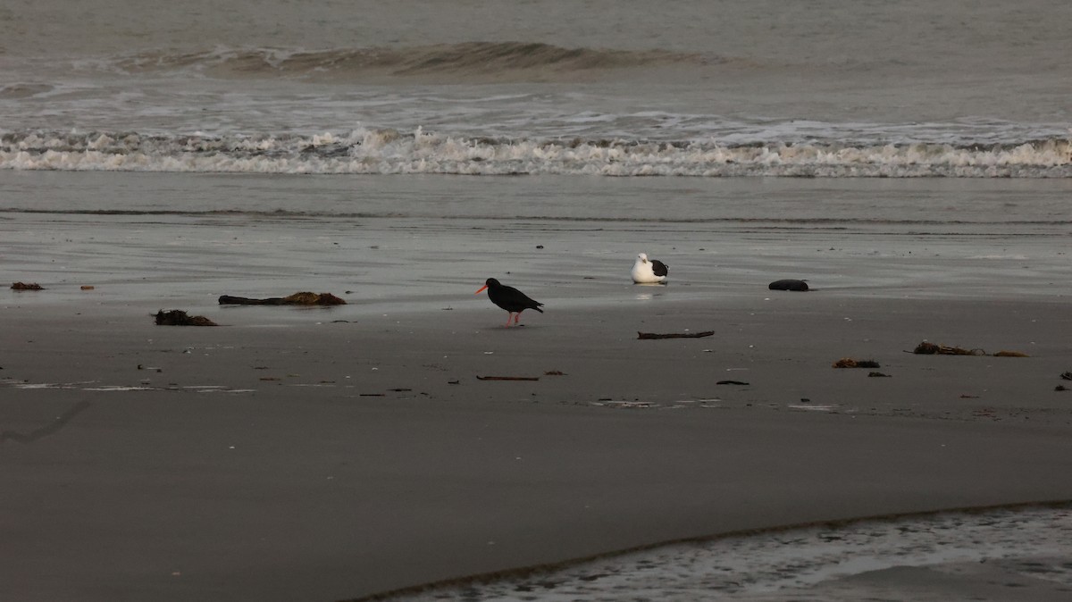 Variable Oystercatcher - ML639288022