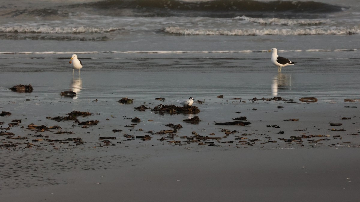 White-fronted Tern - ML639288027