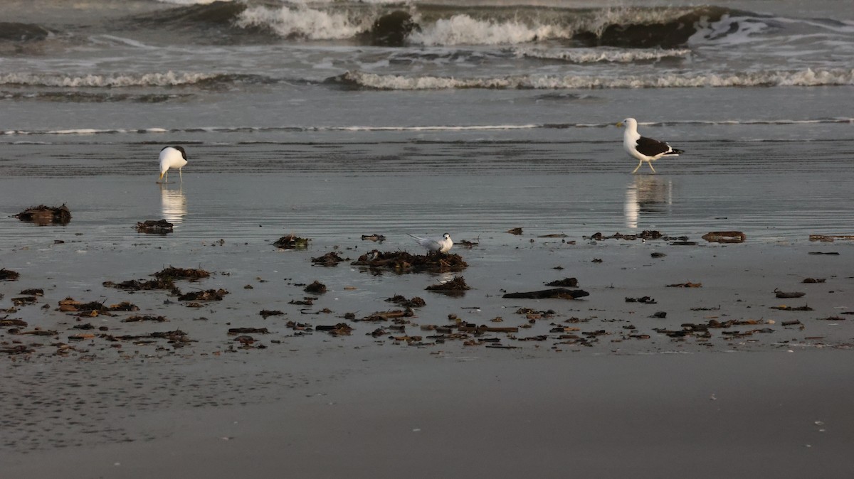 White-fronted Tern - ML639288052
