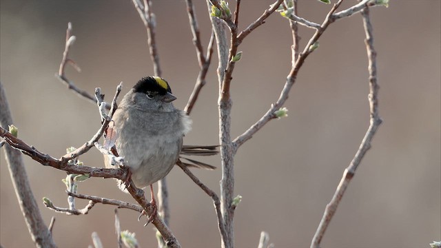 Golden-crowned Sparrow - ML639288058