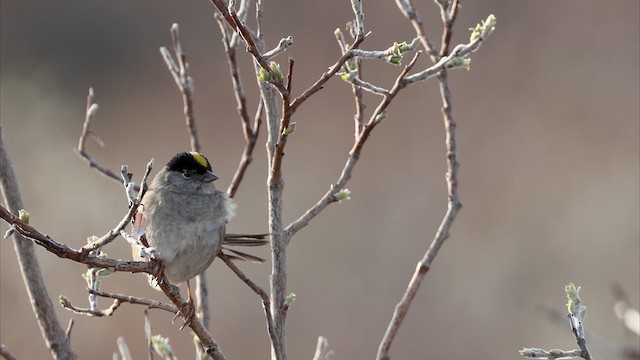 Golden-crowned Sparrow - ML639288059