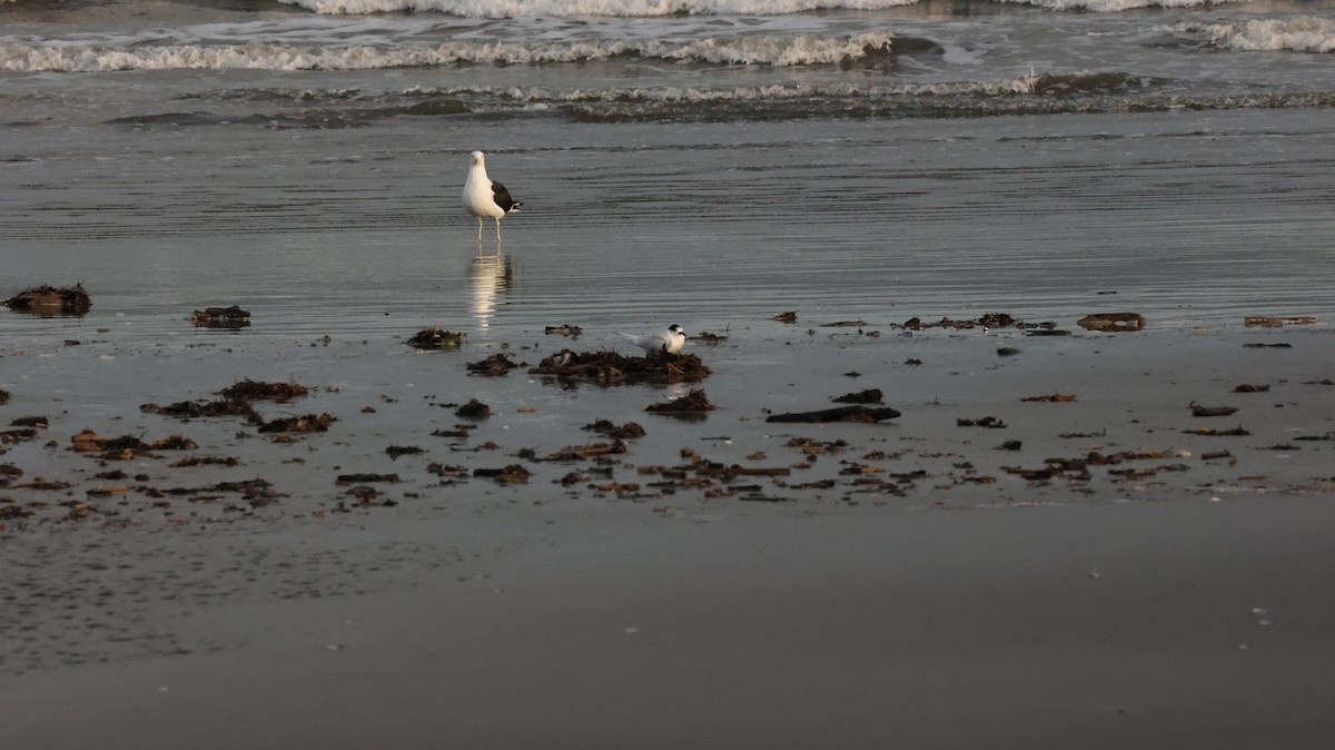 White-fronted Tern - ML639288061