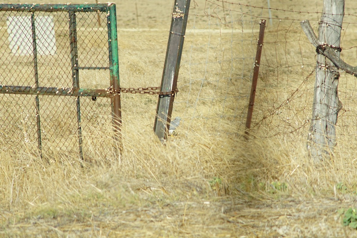 Hen Harrier - ML639288062