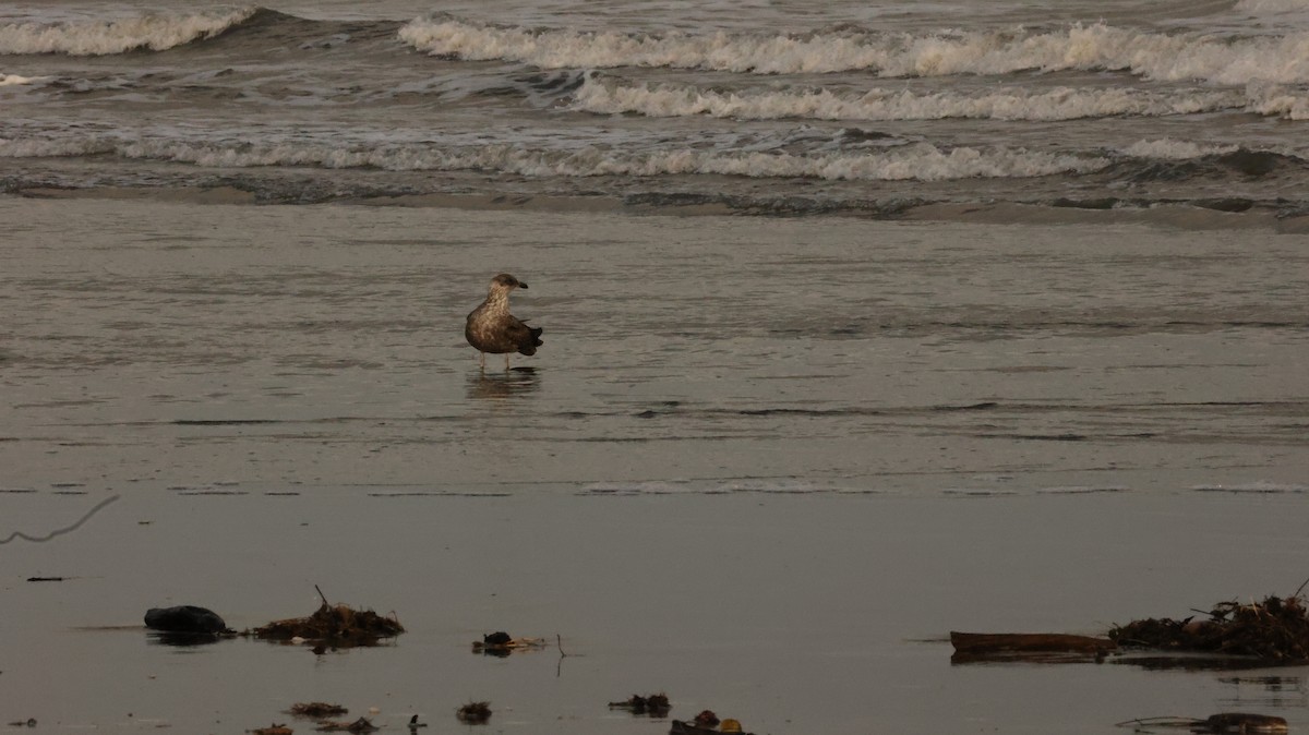 Kelp Gull - ML639288080