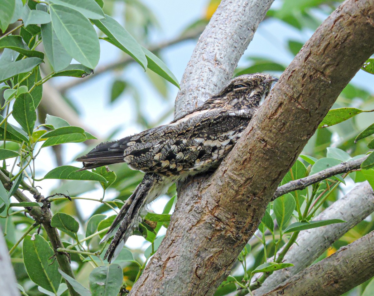 Little Nightjar - ML639288089