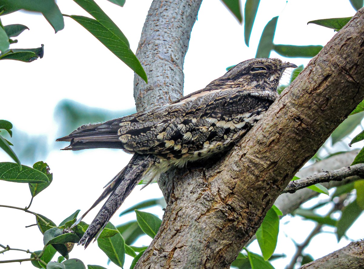 Little Nightjar - ML639288090