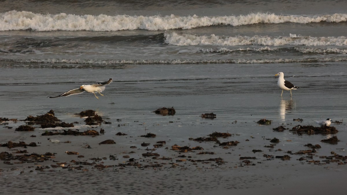 Kelp Gull - ML639288109