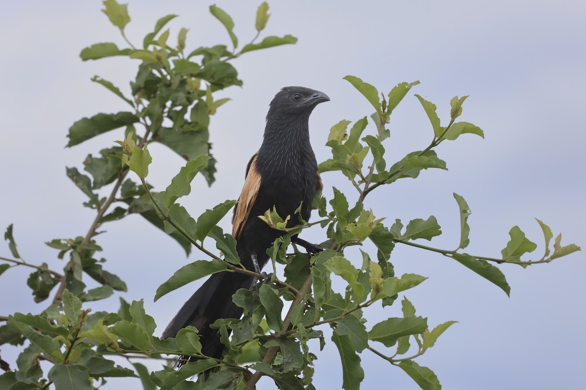 Black Coucal - ML639288115