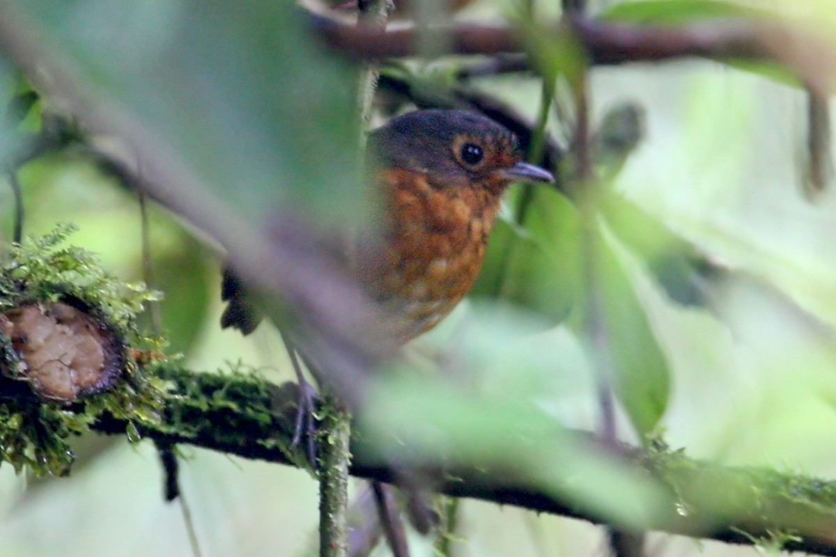 Slate-crowned Antpitta - ML639288129