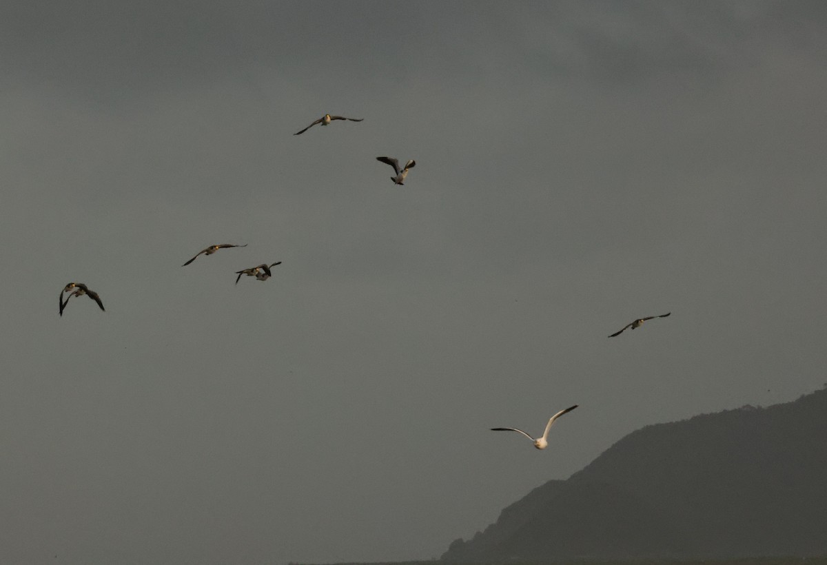 Masked Lapwing - ML639288130