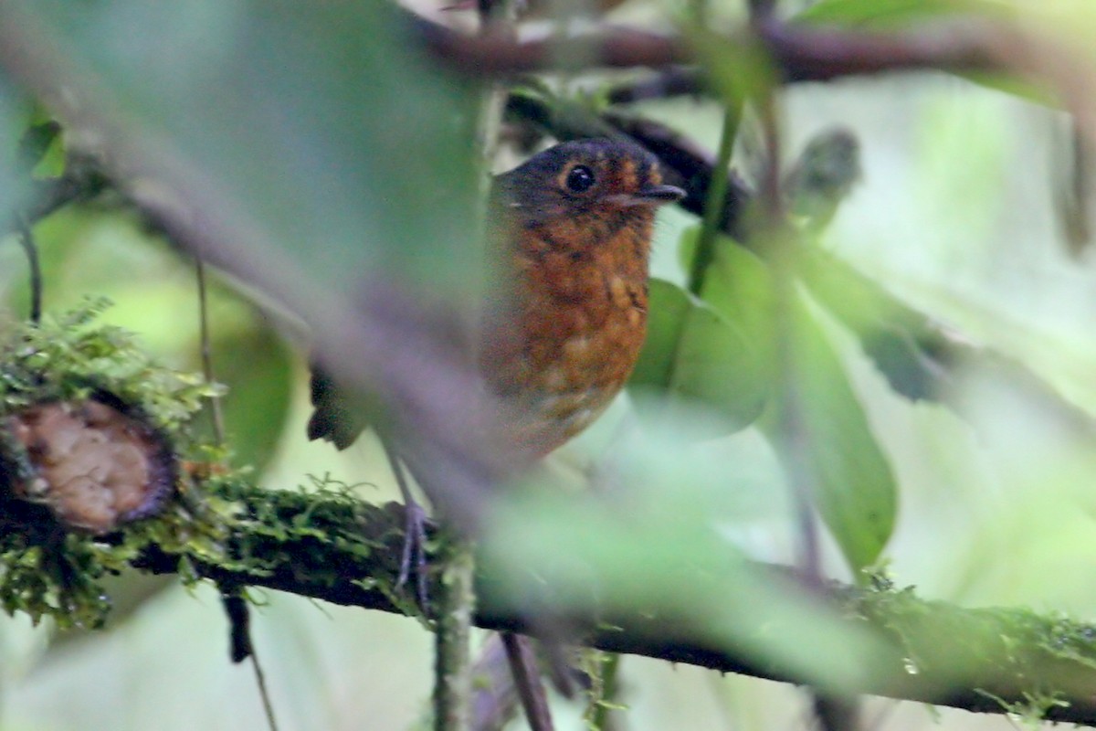 Slate-crowned Antpitta - ML639288131