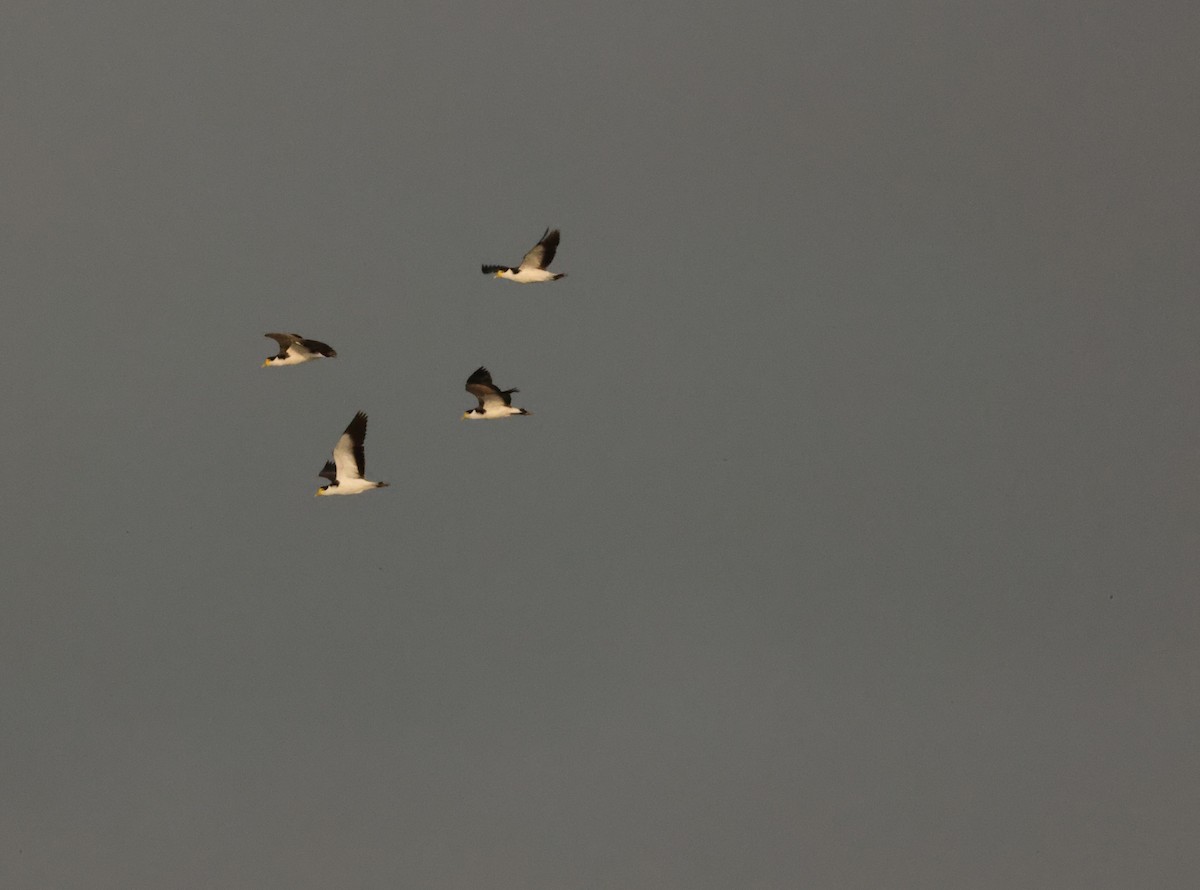 Masked Lapwing - ML639288146