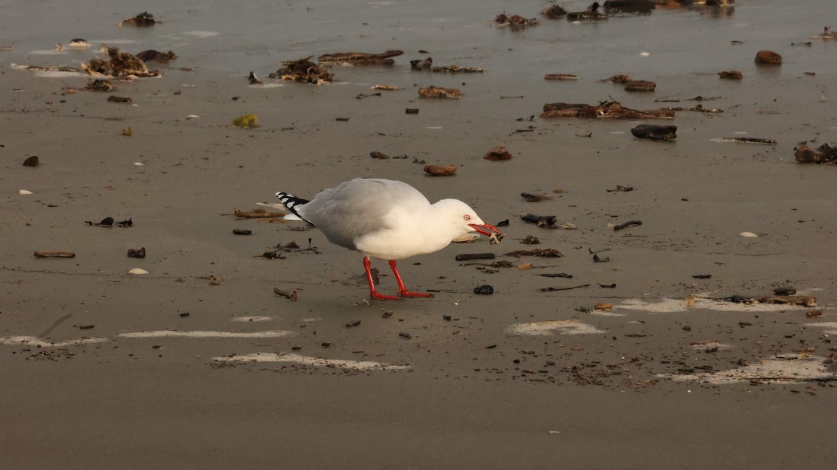 Silver Gull - ML639288190