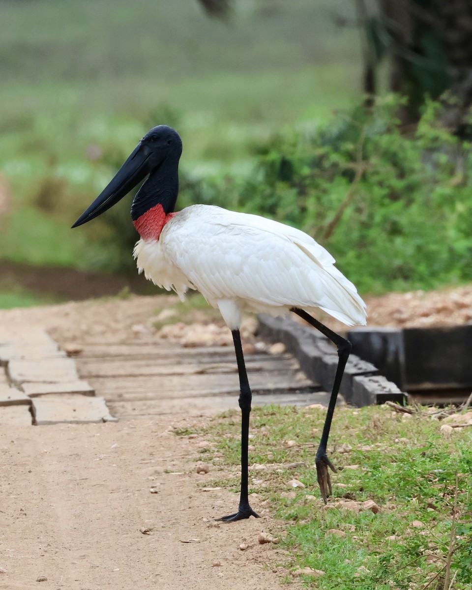 Jabiru - ML639288201