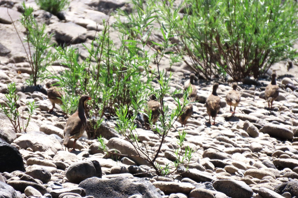 Хахилаг - ML639288239