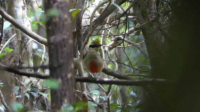 Fairy Pitta - ML639288241