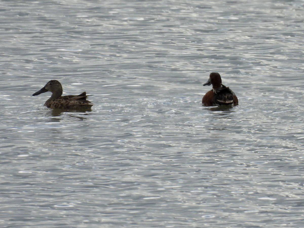 Cinnamon Teal - ML639288261