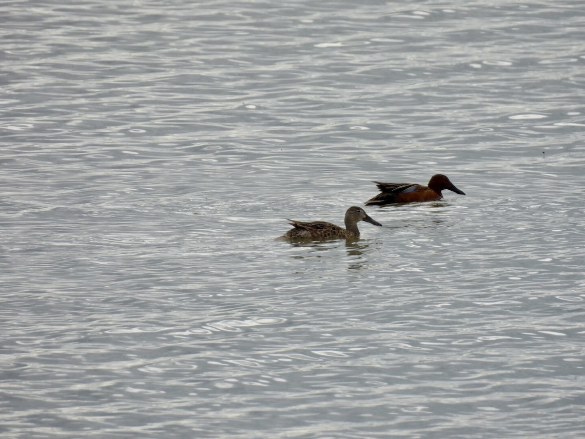 Cinnamon Teal - ML639288262
