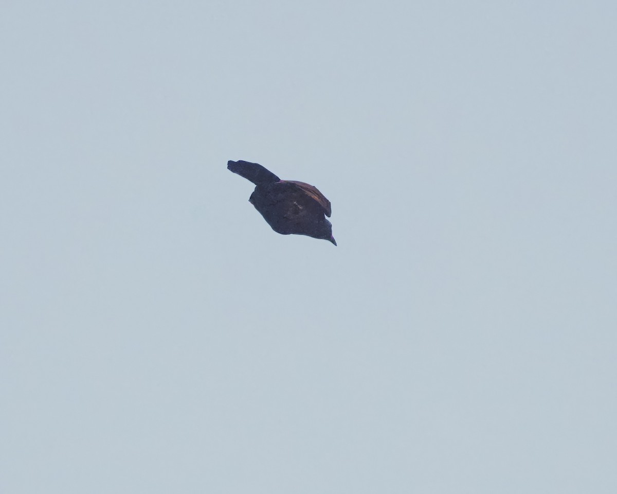 Halmahera Paradise-crow - ML639288291