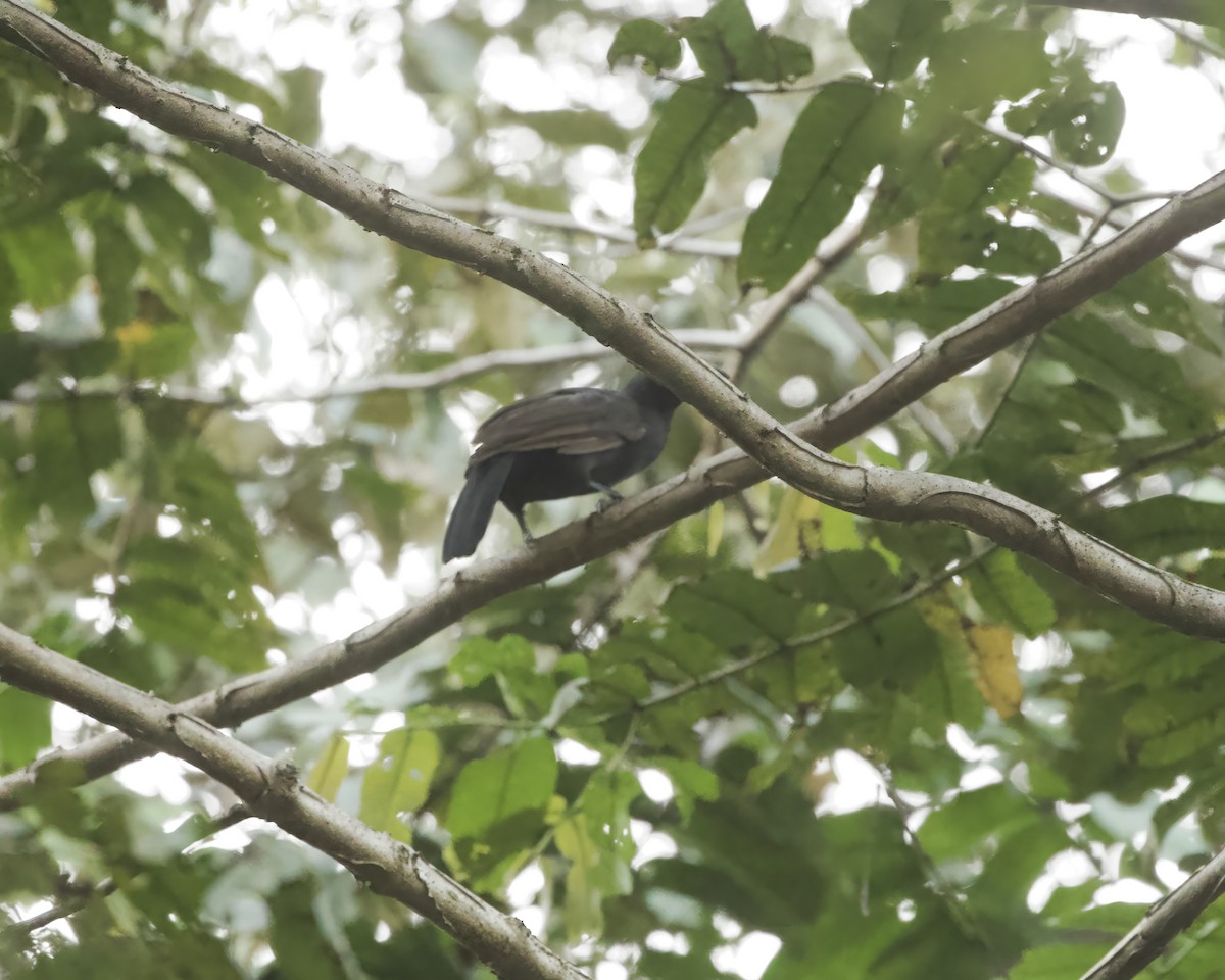 Halmahera Paradise-crow - ML639288292