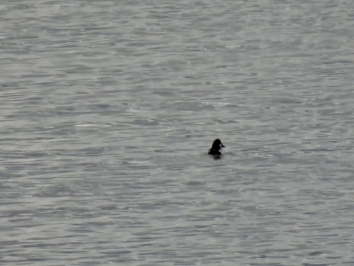 Common Goldeneye - ML639288331