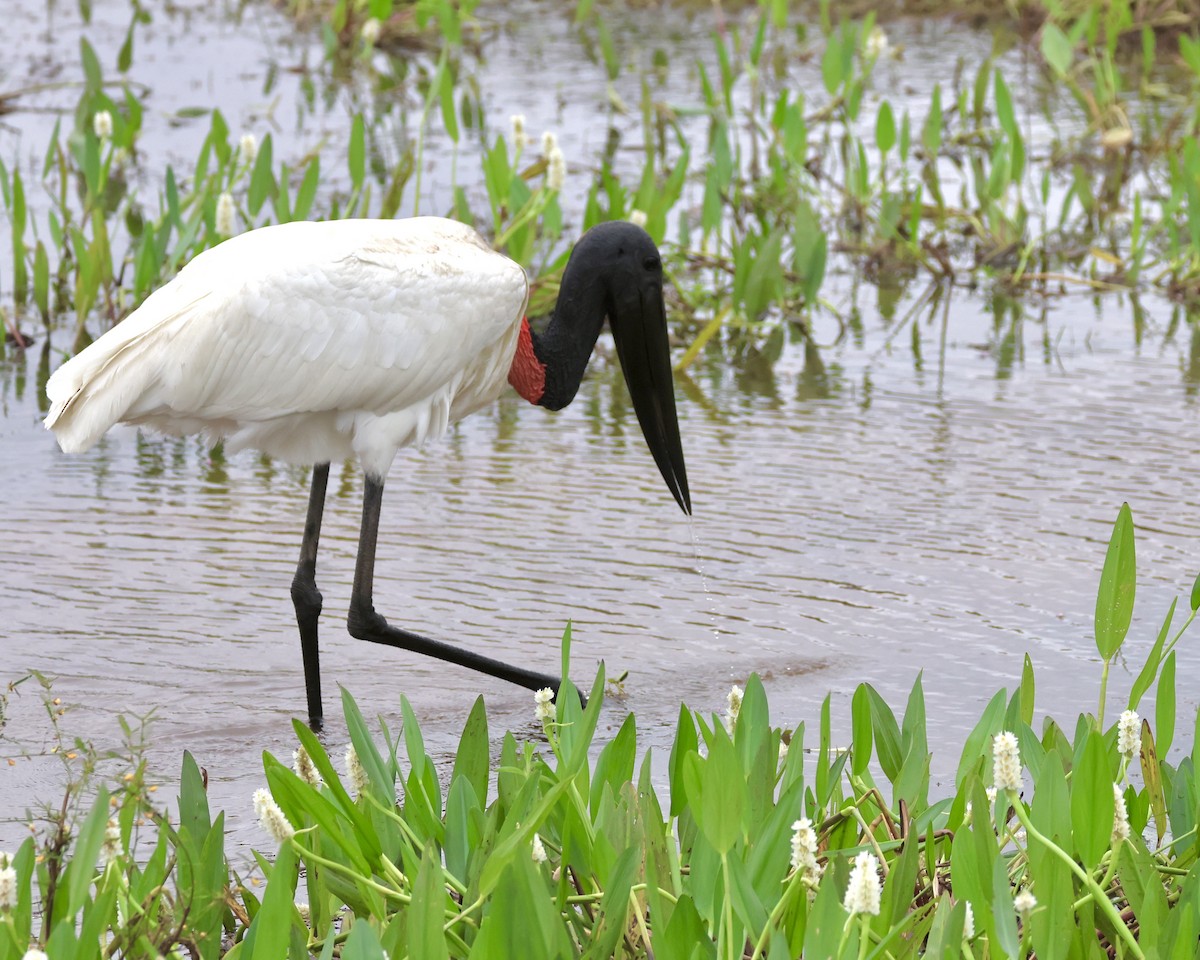 Jabiru - ML639288430