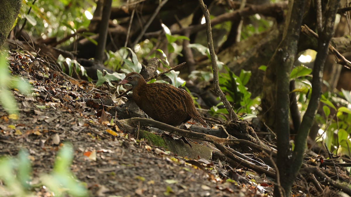 chřástal weka - ML639288476
