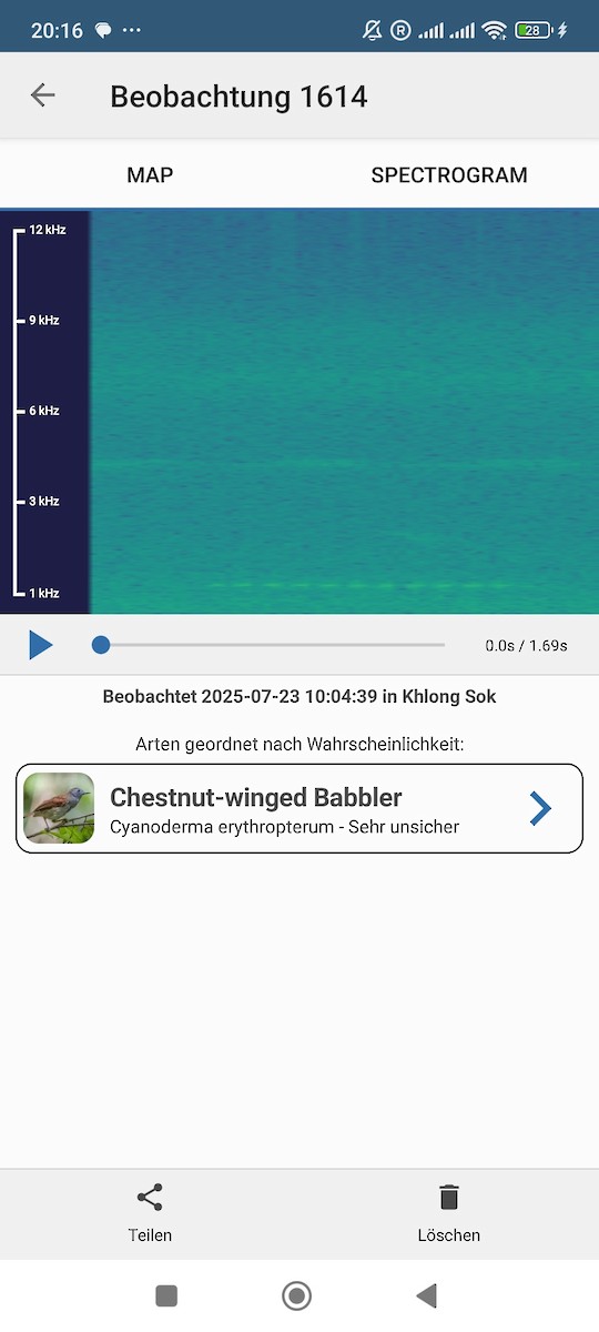 Chestnut-winged Babbler - ML639288484