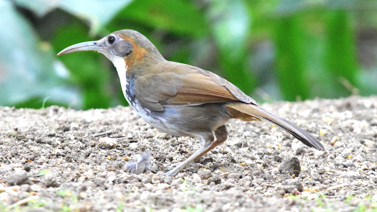 Large Scimitar-Babbler - ML639288537