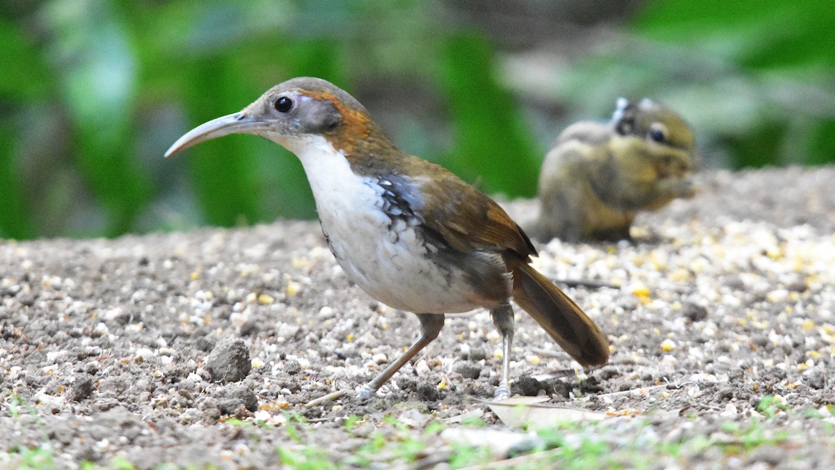 Large Scimitar-Babbler - ML639288538