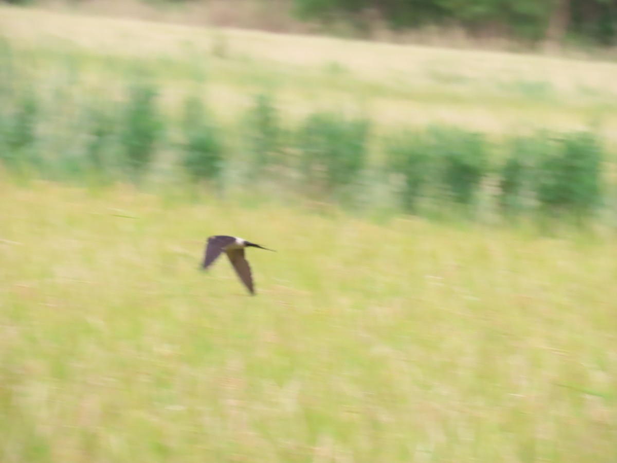 Eastern Red-rumped Swallow (Striated) - ML639288568