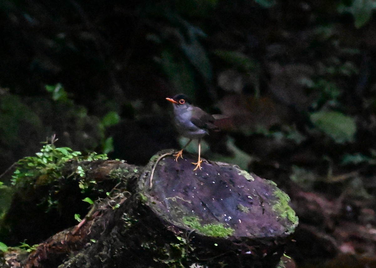 Black-headed Nightingale-Thrush - ML639288584