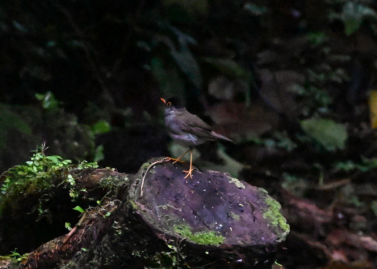 Black-headed Nightingale-Thrush - ML639288585