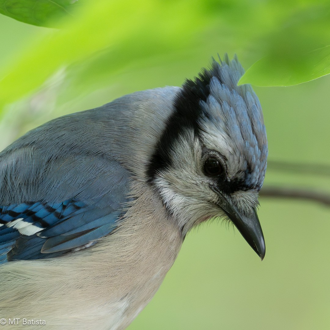 Blue Jay - ML639288670
