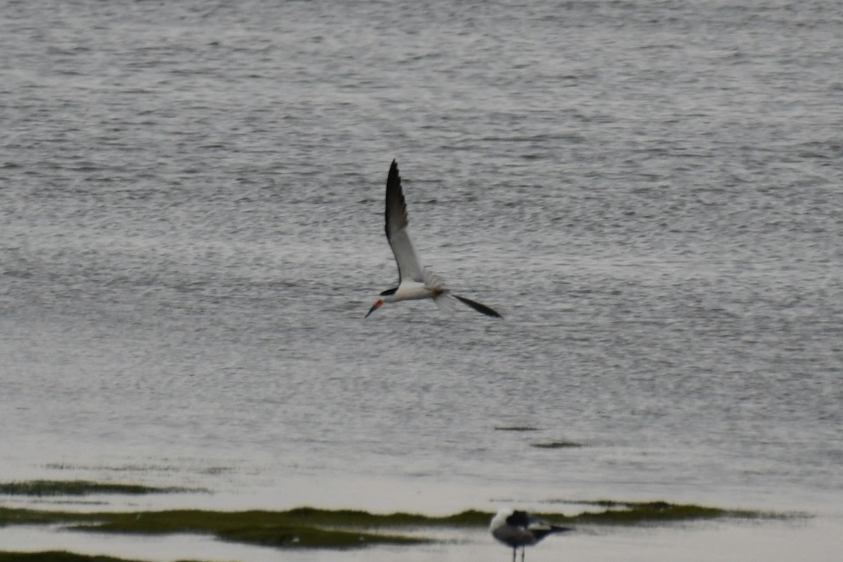 Black Skimmer - ML639288678