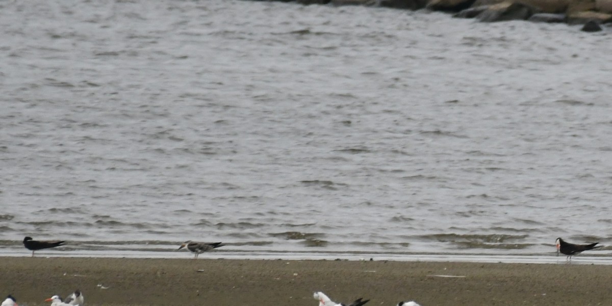 Black Skimmer - ML639288680